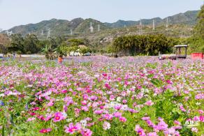美丽乡村百花节