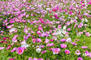 美丽乡村百花节