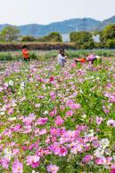 美丽乡村百花节