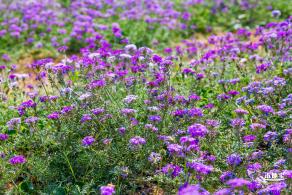 美丽乡村百花节