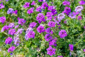 美丽乡村百花节