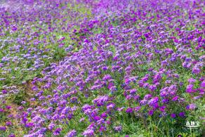 美丽乡村百花节