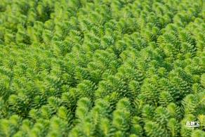 美丽乡村百花节