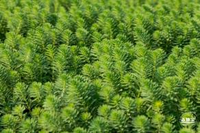 美丽乡村百花节