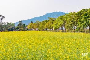 美丽乡村百花节