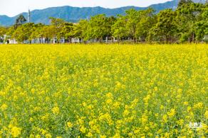 美丽乡村百花节
