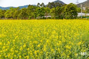 美丽乡村百花节