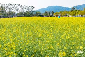 美丽乡村百花节