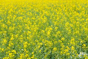 美丽乡村百花节