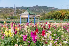 美丽乡村百花节