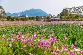 美丽乡村百花节