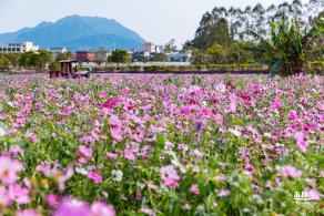 美丽乡村百花节