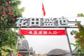 桑葚园