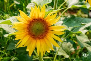 观澜版画村油菜花/向日葵