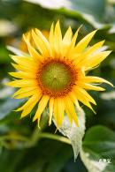 观澜版画村油菜花/向日葵