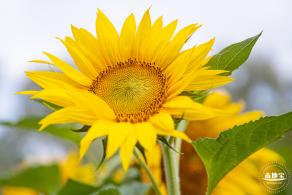 观澜版画村油菜花/向日葵