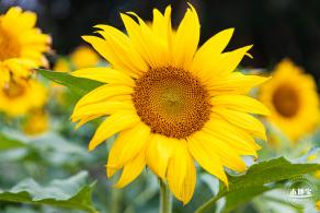 观澜版画村油菜花/向日葵