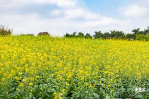 观澜版画村油菜花/向日葵