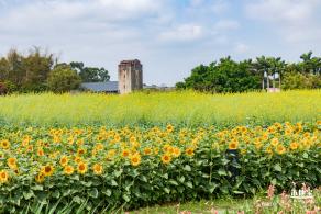 观澜版画村油菜花/向日葵