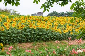 观澜版画村油菜花/向日葵