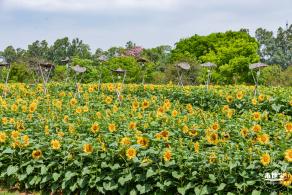 观澜版画村油菜花/向日葵