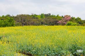 观澜版画村油菜花/向日葵
