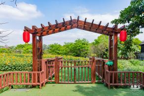 观澜版画村油菜花/向日葵
