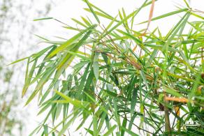 茜坑老村竹公园
