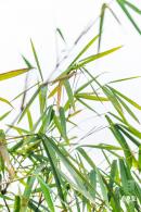 茜坑老村竹公园
