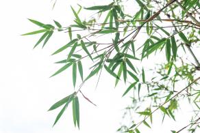 茜坑老村竹公园