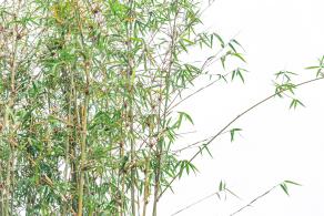 茜坑老村竹公园
