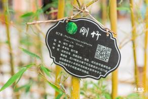 茜坑老村竹公园