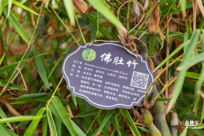 茜坑老村竹公园