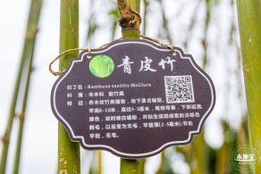 茜坑老村竹公园