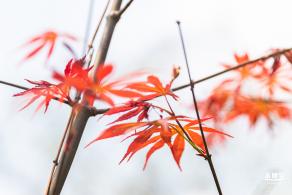 恩上湿地公园