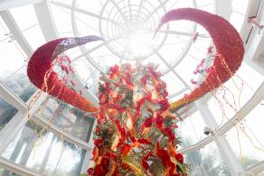 2021粤港澳大湾区深圳花展（园博园）