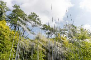 2021粤港澳大湾区深圳花展（仙湖植物园）