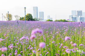 流花山马鞭草花海