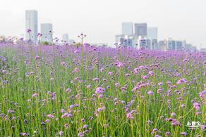流花山马鞭草花海
