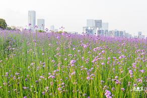 流花山马鞭草花海