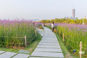 流花山马鞭草花海