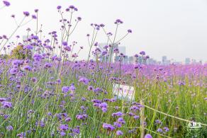 流花山马鞭草花海