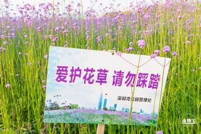 流花山马鞭草花海