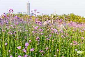 流花山马鞭草花海
