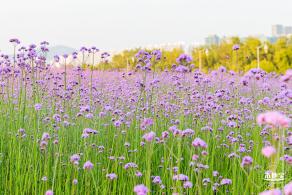 流花山马鞭草花海