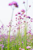 流花山马鞭草花海