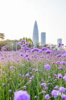流花山马鞭草花海