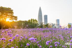流花山马鞭草花海
