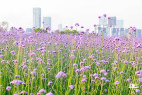 流花山马鞭草花海