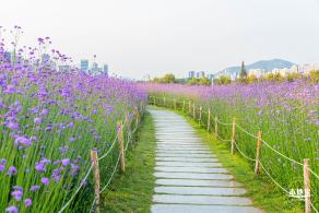 流花山马鞭草花海